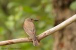 Muchołówka szara - Muscicapa striata - Fotografia nr 20120715_2124