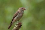 Muchołówka szara - Muscicapa striata - Fotografia nr 20120720_2378