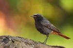 Kopciuszek - Phoenicurus ochruros - 검은머리딱새 - Fotografia nr 20120722_2661