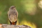 Kopciuszek - Phoenicurus ochruros - 검은머리딱새 - Fotografia nr 20120722_2712