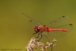 Szablak podobny - Sympetrum striolatum - Fotografia nr 20120819_3980