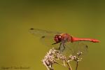 Szablak podobny - Sympetrum striolatum - Fotografia nr 20120819_4005