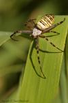 Tygrzyk paskowany - Argiope bruennichi - Fotografia nr 20120819_4040