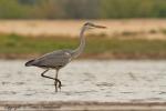 Czapla siwa - Ardea cinerea - 왜가리 - Fotografia nr 20120827_4650