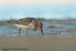 Biegus zmienny - Calidris alpina - 민물도요 - Fotografia nr 20120909_5140