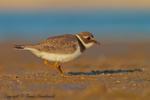 Sieweczka obrożna - Charadrius hiaticula - 흰죽지꼬마물떼새 - Fotografia nr 20120909_5284