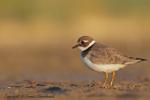 Sieweczka rzeczna - Charadrius dubius - 꼬마물떼새 - Fotografia nr 20120909_5349