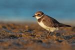 Sieweczka obrożna - Charadrius hiaticula - 흰죽지꼬마물떼새 - Fotografia nr 20120909_5369