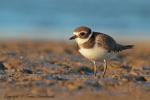 Sieweczka obrożna - Charadrius hiaticula - 흰죽지꼬마물떼새 - Fotografia nr 20120909_5373