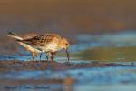 Biegus zmienny - Calidris alpina - 민물도요 - Fotografia nr 20120909_5381