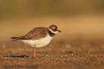 Sieweczka obrożna - Charadrius hiaticula - 흰죽지꼬마물떼새 - Fotografia nr 20120909_5396