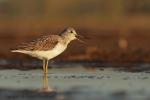 Kwokacz - Tringa nebularia - 청다리도요 - Fotografia nr 20120909_5539