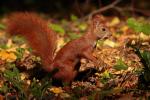 Wiewi?rka pospolita - Sciurus vulgaris - Fotografia nr 20120910_5760