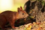 Wiewi?rka pospolita - Sciurus vulgaris - Fotografia nr 20120910_5819