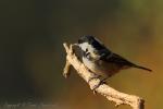 Sikora sosnówka - Periparus ater - 진박새 - Fotografia nr 20121013_7312