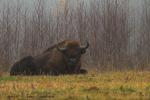 Żubr - Bison bonasus - Fotografia nr 20121117_8238