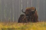 Żubr - Bison bonasus - Fotografia nr 20121117_8259