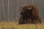 Żubr - Bison bonasus - Fotografia nr 20121117_8306
