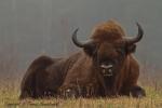 Żubr - Bison bonasus - Fotografia nr 20121117_8315