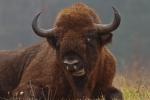 Żubr - Bison bonasus - Fotografia nr 20121117_8321