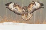 Myszołów zwyczajny - Buteo buteo - 말똥가리 - Fotografia nr 20121216_9304