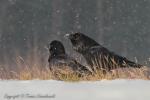 Kruk - Corvus corax - 큰까마귀 - Fotografia nr 20121222_0187