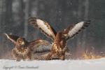 Myszołów zwyczajny - Buteo buteo - 말똥가리 - Fotografia nr 20121222_0193