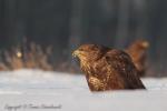 Myszołów zwyczajny - Buteo buteo - 말똥가리 - Fotografia nr 20121222_9686