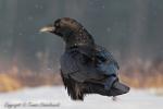 Kruk - Corvus corax - 큰까마귀 - Fotografia nr 20121222_9734