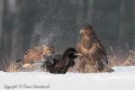 Myszołów zwyczajny - Buteo buteo - 말똥가리 - Fotografia nr 20121222_9817
