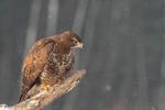 Myszołów zwyczajny - Buteo buteo - 말똥가리 - Fotografia nr 20121222_9954