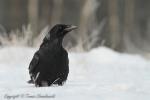 Kruk - Corvus corax - 큰까마귀 - Fotografia nr 20121223_0354