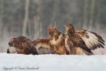 Myszołów zwyczajny - Buteo buteo - 말똥가리 - Fotografia nr 20121223_0384