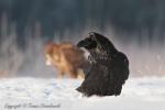 Kruk - Corvus corax - 큰까마귀 - Fotografia nr 20121223_0537