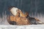 Myszołów zwyczajny - Buteo buteo - 말똥가리 - Fotografia nr 20121223_0580