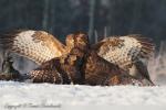 Myszołów zwyczajny - Buteo buteo - 말똥가리 - Fotografia nr 20121223_0649