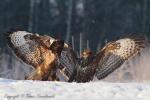 Myszołów zwyczajny - Buteo buteo - 말똥가리 - Fotografia nr 20121223_0659