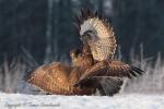 Myszołów zwyczajny - Buteo buteo - 말똥가리 - Fotografia nr 20121223_0748
