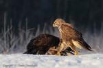 Myszołów zwyczajny - Buteo buteo - 말똥가리 - Fotografia nr 20121223_0782
