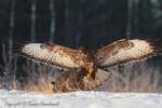 Myszołów zwyczajny - Buteo buteo - 말똥가리 - Fotografia nr 20121223_0881