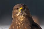 Myszołów zwyczajny - Buteo buteo - 말똥가리 - Fotografia nr 20121223_0904