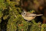 Sikora czubatka - Lophophanes cristatus - Fotografia nr 20121228_0982
