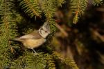 Sikora czubatka - Lophophanes cristatus - Fotografia nr 20121228_0990