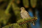 Czyż - Carduelis spinus - 검은머리방울새 - Fotografia nr 20121228_1060
