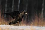 Kruk - Corvus corax - 큰까마귀 - Fotografia nr 20130101_1970