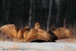 Myszołów zwyczajny - Buteo buteo - 말똥가리 - Fotografia nr 20130101_2085