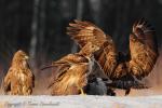 Myszołów zwyczajny - Buteo buteo - 말똥가리 - Fotografia nr 20130101_2112