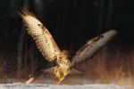 Myszołów zwyczajny - Buteo buteo - 말똥가리 - Fotografia nr 20130101_2217