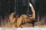 Myszołów zwyczajny - Buteo buteo - 말똥가리 - Fotografia nr 20130101_2332