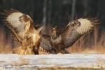 Myszołów zwyczajny - Buteo buteo - 말똥가리 - Fotografia nr 20130101_2344
